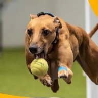 flyball