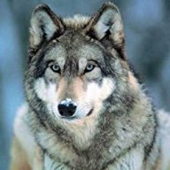 wolf8520