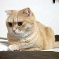 cat0077