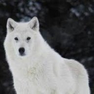 whitr_wolf