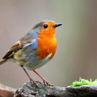 lkkbirds