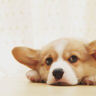 MaYuZiBo