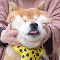 ScDGM