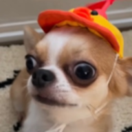 卡蚯蚓