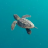 tszturtle