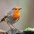 lkkbirds