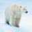polapolarbear